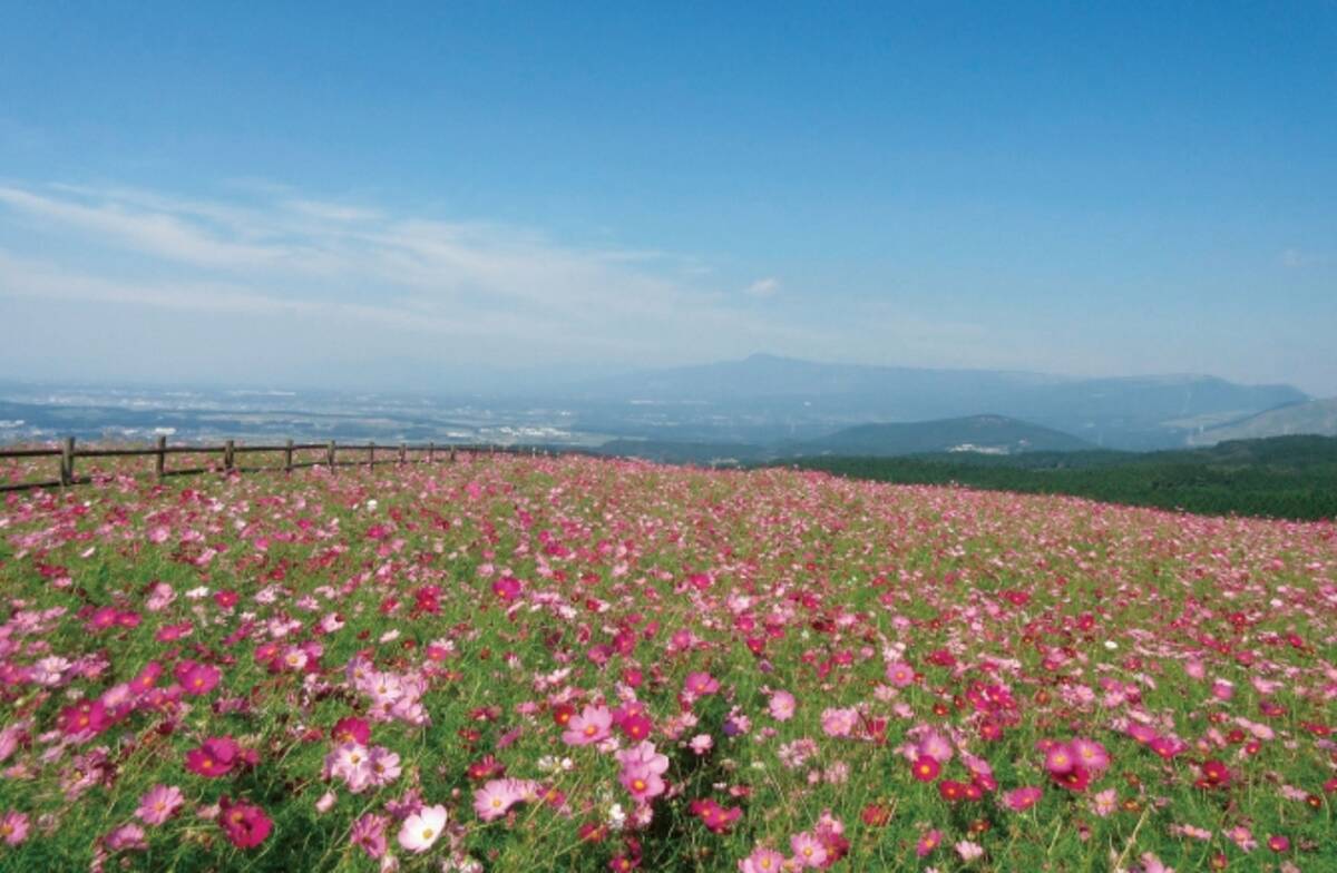 思わず ヤッホ と叫んじゃう 開放的な熊本のコスモス畑 16年10月25日 エキサイトニュース