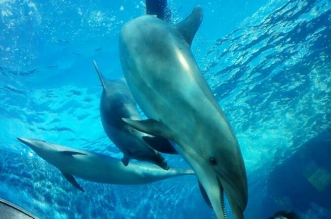 家族で デートで使える神奈川の動物園 水族館が大集合 動物や魚に癒やされて 16年11月12日 エキサイトニュース