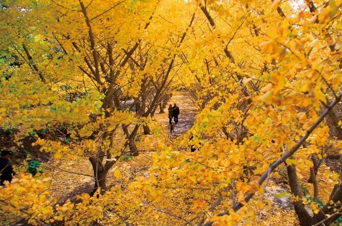 これぞ日本の秋風景 定番 穴場まで 九州の紅葉スポット 鹿児島編 16年11月23日 エキサイトニュース