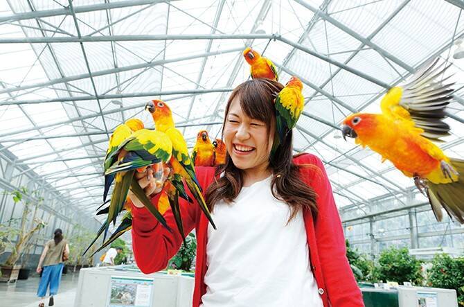 17年の年賀状は鳥と撮影 掛川花鳥園で 撮りまみれ 静岡 16年11月26日 エキサイトニュース