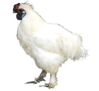 鳥オブジェで個性豊かな年賀状に 17年年賀状撮影スポット 東海 16年12月6日 エキサイトニュース 鳥オブジェで個性豊かな年賀状に 17年年賀状撮影スポット 東海 16年12月6日 エキサイトニュース