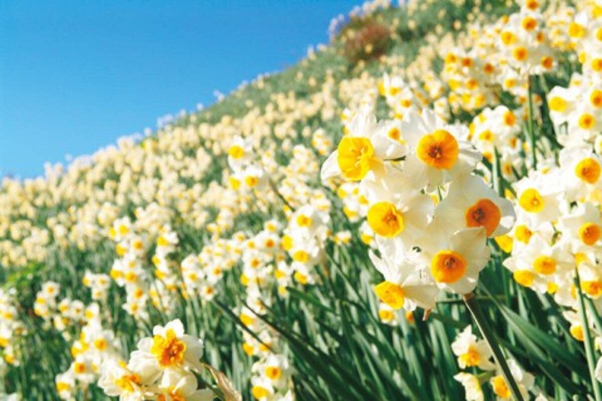 冬の花畑って幻想的 淡路島の絶景花名所 観光スポット 兵庫 16年12月12日 エキサイトニュース