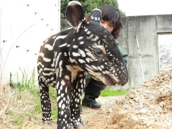 ウリボウ柄のバク 東武動物公園に珍動物の赤ちゃん続々誕生 埼玉 16年12月6日 エキサイトニュース