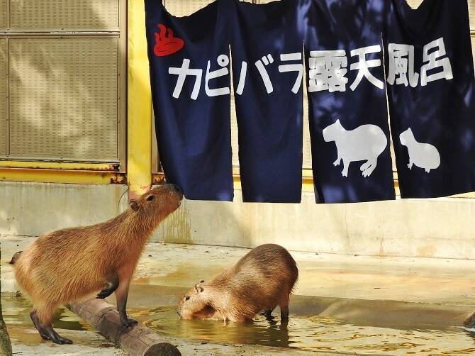 ウリボウ柄のバク 東武動物公園に珍動物の赤ちゃん続々誕生 埼玉 16年12月6日 エキサイトニュース 3 4
