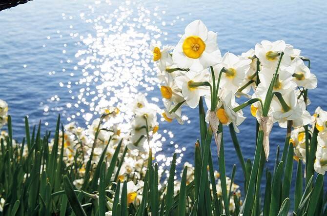 水仙 菜の花 思わず見惚れる 花絶景 で一足早い春に出会う 全国 17年1月10日 エキサイトニュース