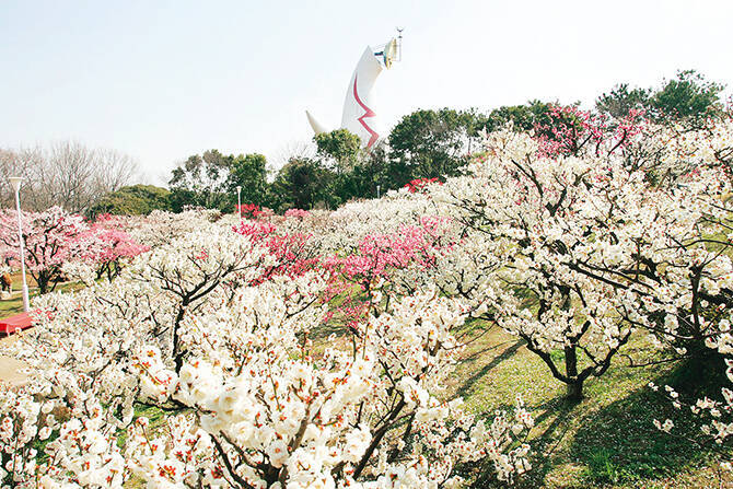梅 牡丹 椿が満開 17年2月3月のおすすめ花イベント 関西 中国地方 17年2月11日 エキサイトニュース