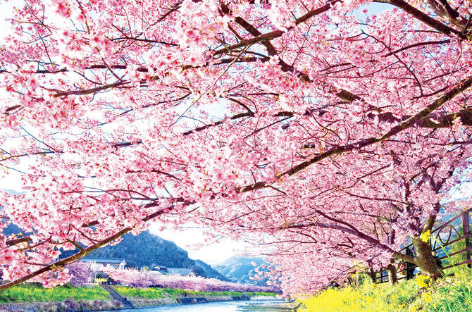 春を先取り 早咲き桜はもう見頃 あたみ桜 河津桜を見に行こう 静岡 17年2月3日 エキサイトニュース