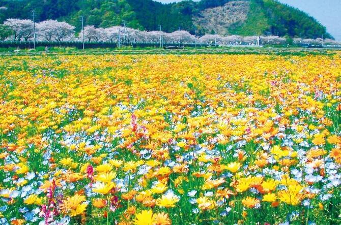 まるで絵本の世界 絶景花畑に梅まつり 伊豆エリアに春が来た 静岡 17年2月10日 エキサイトニュース