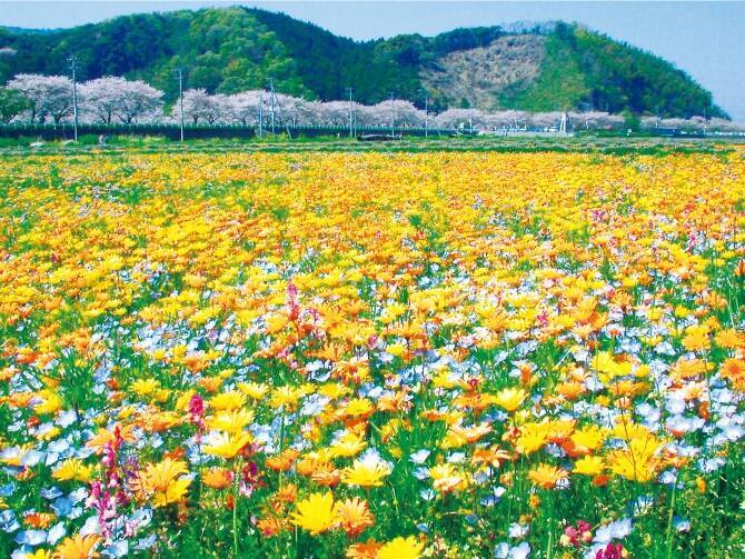 まるで絵本の世界 絶景花畑に梅まつり 伊豆エリアに春が来た 静岡 17年2月10日 エキサイトニュース 3 4