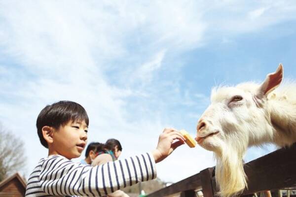 うさぎに羊 ポニーまで 動物ふれあいが楽しめるいちご狩り農園 関西 中国 四国 17年2月24日 エキサイトニュース