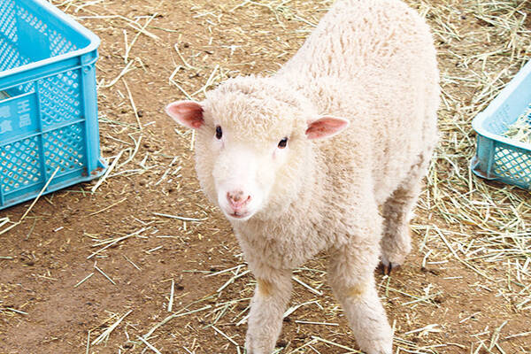 うさぎに羊 ポニーまで 動物ふれあいが楽しめるいちご狩り農園 関西 中国 四国 17年2月24日 エキサイトニュース うさぎに羊 ポニーまで 動物ふれあいが楽しめるいちご狩り農園 関西 中国 四国 17年2月24日 エキサイトニュース