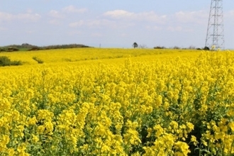 いちはやく春を感じる！一面の黄色い絨毯。全国の菜の花畑厳選20選