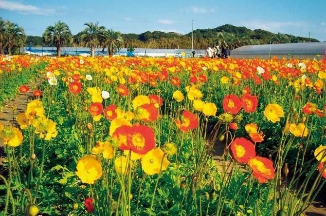 絶景 花畑 いちご狩り 女子友と行きたい 房総の春旅 千葉 17年2月27日 エキサイトニュース