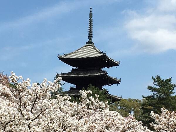 そうだ 京都に行こう はんなり気分で日帰り女子旅 京都編 17年3月3日 エキサイトニュース