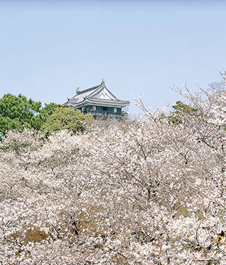 夜桜も美しい岡崎城 岡崎公園の桜 家康公の歴史を感じて 愛知 17年3月14日 エキサイトニュース