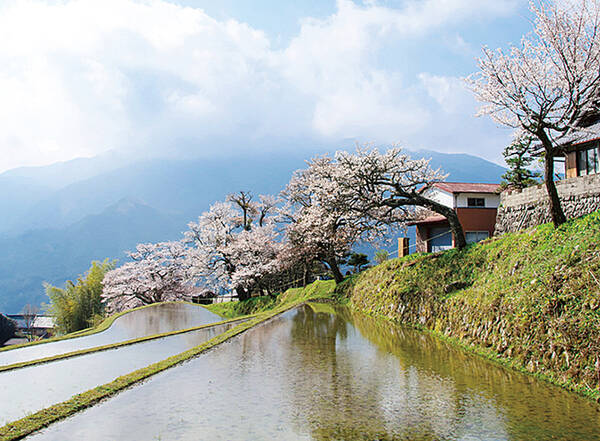 九華公園 宮川堤 三多気の桜など三重の桜の開花時期 見頃まとめ17 17年3月22日 エキサイトニュース