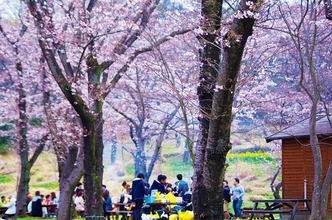 ピクニックの達人が指南！グループで楽しむお花見ピクニック【関東】