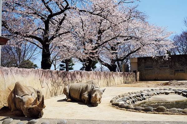 子連れのお花見にオススメ 思いっきり遊べる桜名所 関東近郊 17年3月15日 エキサイトニュース