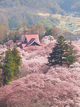 高遠城址公園 光前寺など長野の桜の開花時期 見頃まとめ17 17年3月23日 エキサイトニュース
