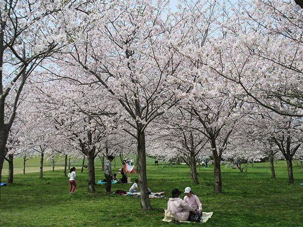 家族で行きたい お花見 ピクニックが楽しめる桜スポット10選 九州 17年3月22日 エキサイトニュース
