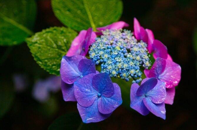 18 全国 あじさい 名所34選 Sns映え抜群なカラフル紫陽花を見に行こう 19年4月8日 エキサイトニュース