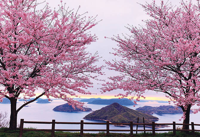 四国の桜名所 紫雲出山 は 朝 昼 夕で異なる魅力が満載だった 香川 17年3月30日 エキサイトニュース