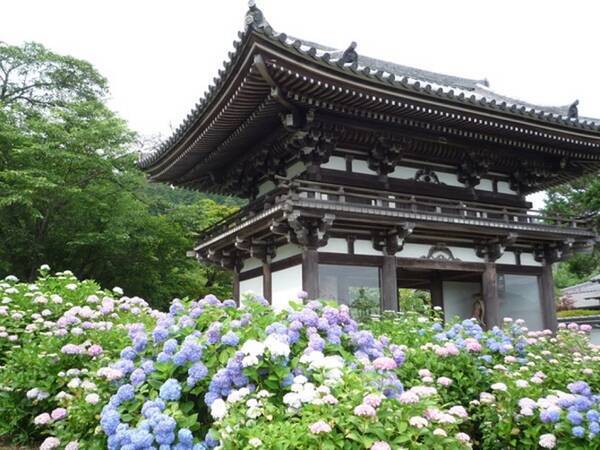 雨の日だってお出かけしたくなる お寺でしっとり 京都 奈良のあじさい名所5選 17年3月31日 エキサイトニュース