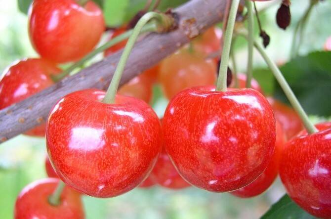 北海道 カップルでワイワイ 夏のレジャーにぴったりのさくらんぼ狩り7選 17年3月31日 エキサイトニュース