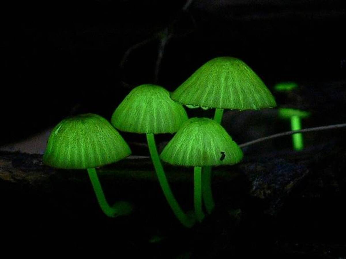 幻想的な森の妖精 光るキノコ が集まる 宇久井半島の目覚山ってどこ 17年3月27日 エキサイトニュース 3 3