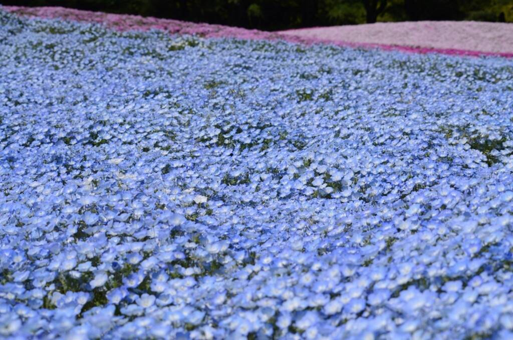 【2019】全国のネモフィラ名所おすすめ14選！美しすぎる青い花絶景！