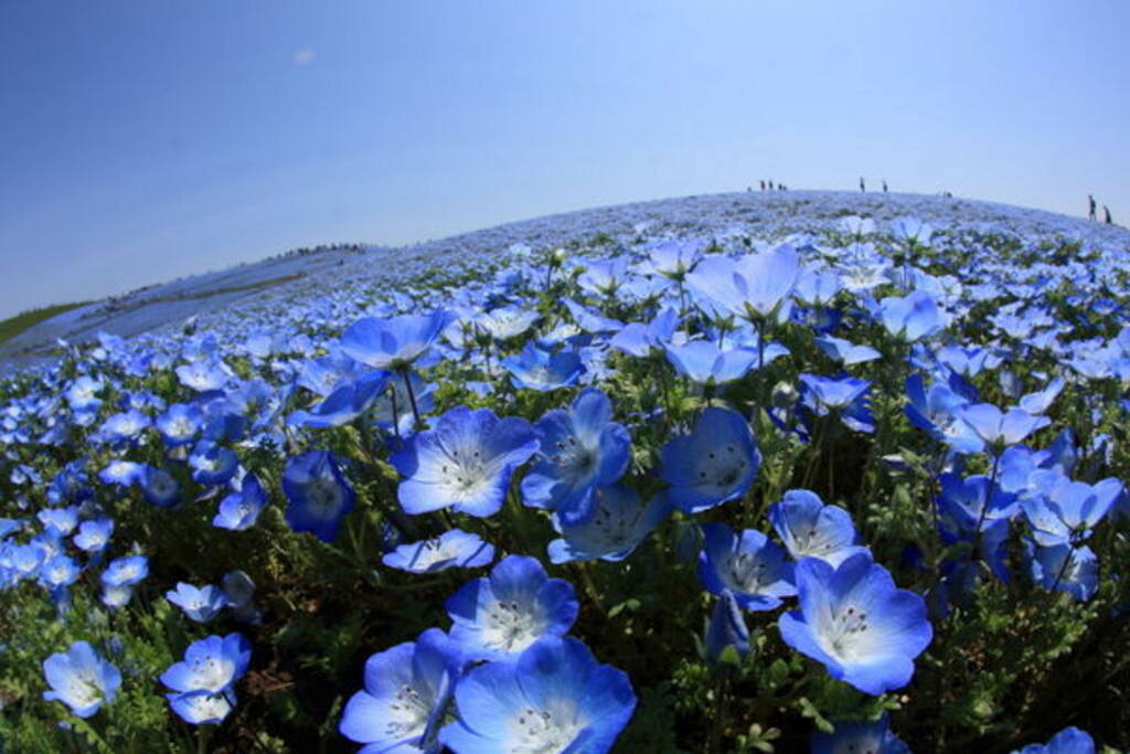 19 全国のネモフィラ名所おすすめ14選 美しすぎる青い花絶景 19年3月6日 エキサイトニュース
