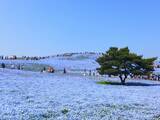 「【2019】全国のネモフィラ名所おすすめ14選！美しすぎる青い花絶景！」の画像3