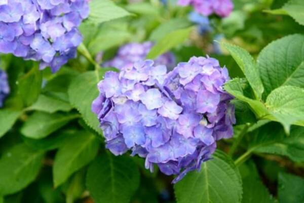 花の寺 で見つけよう 可愛すぎるハートのアジサイが恋に効く 京都 17年3月31日 エキサイトニュース