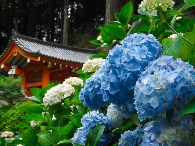 花の寺 で見つけよう 可愛すぎるハートのアジサイが恋に効く 京都 17年3月31日 エキサイトニュース