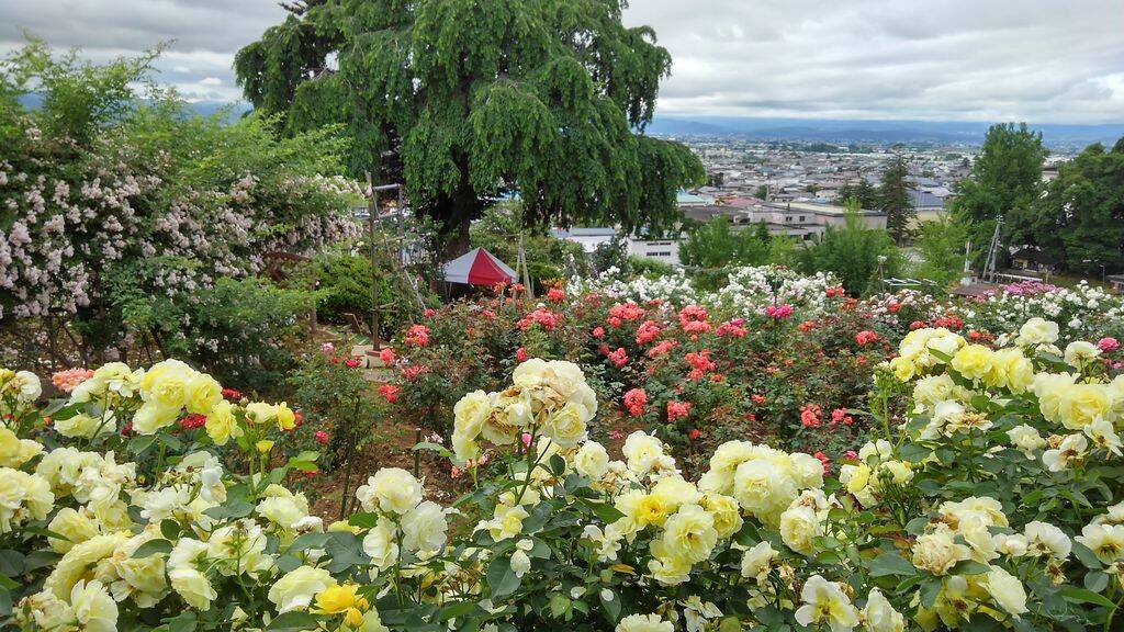 全国 バラ園 ローズガーデン32選 華やかで美しいバラを見に行こう 19年2月19日 エキサイトニュース 3 18