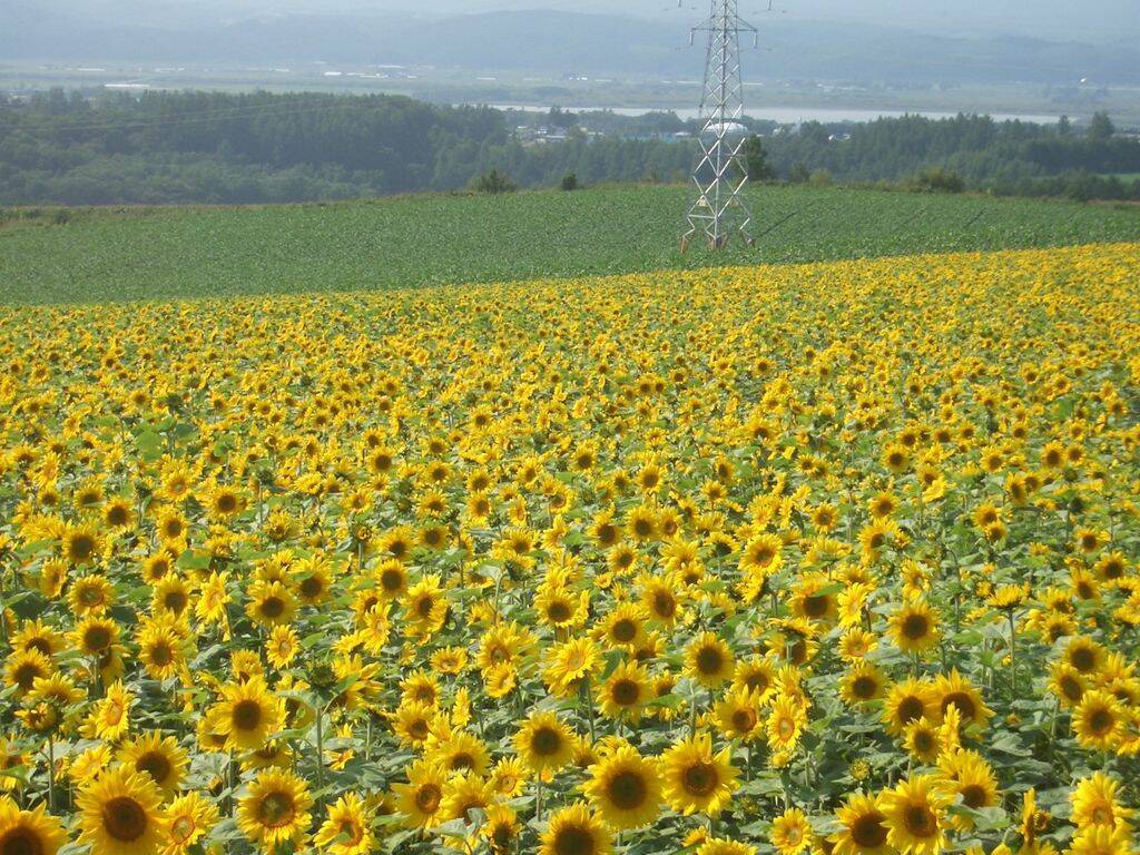 全国 ひまわり畑31選 一面黄色の絨毯と青空のコントラストが絶景すぎる 19年4月15日 エキサイトニュース