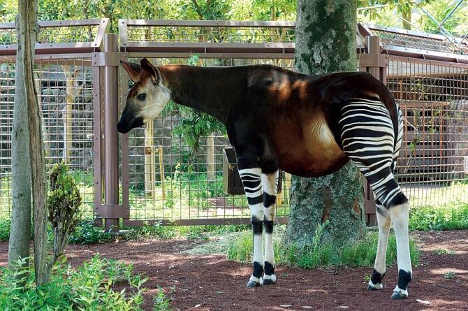 日本ではココだけ 上野動物園 と ズーラシア の動物がレアすぎる 関東 17年5月22日 エキサイトニュース