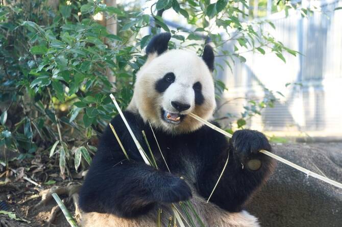 日本ではココだけ 上野動物園 と ズーラシア の動物がレアすぎる 関東 17年5月22日 エキサイトニュース