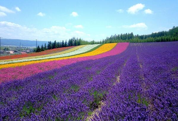 全国 初夏の絶景 ラベンダー畑 30選 色鮮やかで美しい紫色の絨毯を見に行こう 19年5月17日 エキサイトニュース