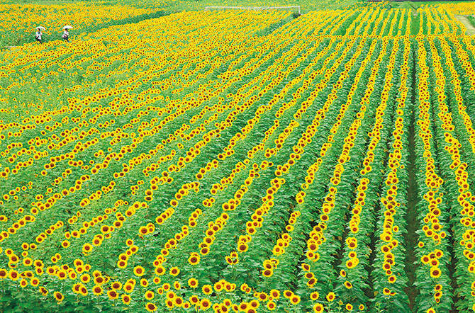 1万本の花畑にひまわり迷路 夏に行きたい 絶景ひまわり畑 6選 関西 17年6月12日 エキサイトニュース 1万本の花畑にひまわり迷路 夏に行きたい 絶景ひまわり畑 6選 関西 17年6月12日 エキサイトニュース