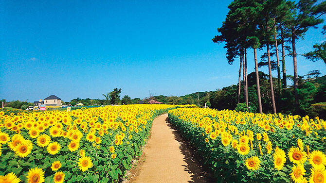 1万本の花畑にひまわり迷路 夏に行きたい 絶景ひまわり畑 6選 関西 17年6月12日 エキサイトニュース 3 4