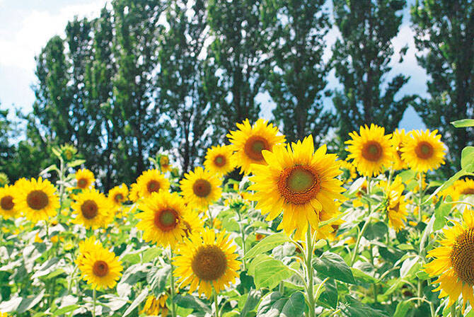 1万本の花畑にひまわり迷路 夏に行きたい 絶景ひまわり畑 6選 関西 17年6月12日 エキサイトニュース 3 4