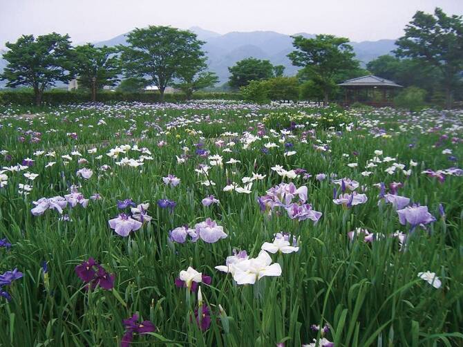 17 今が見頃 行けば絶対に感動する 初夏の花名所厳選10 九州 17年6月11日 エキサイトニュース