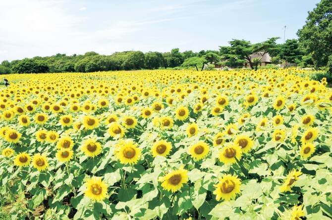 花畑 日の出 吊橋 デートにおすすめ 人生で一度は見たい夏絶景 関東近郊 17年6月18日 エキサイトニュース