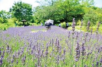 花畑 日の出 吊橋 デートにおすすめ 人生で一度は見たい夏絶景 関東近郊 17年6月18日 エキサイトニュース 花畑 日の出 吊橋 デートにおすすめ 人生で一度は見たい夏絶景 関東近郊 17年6月18日 エキサイトニュース