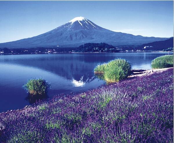 花畑 日の出 吊橋 デートにおすすめ 人生で一度は見たい夏絶景 関東近郊 17年6月18日 エキサイトニュース