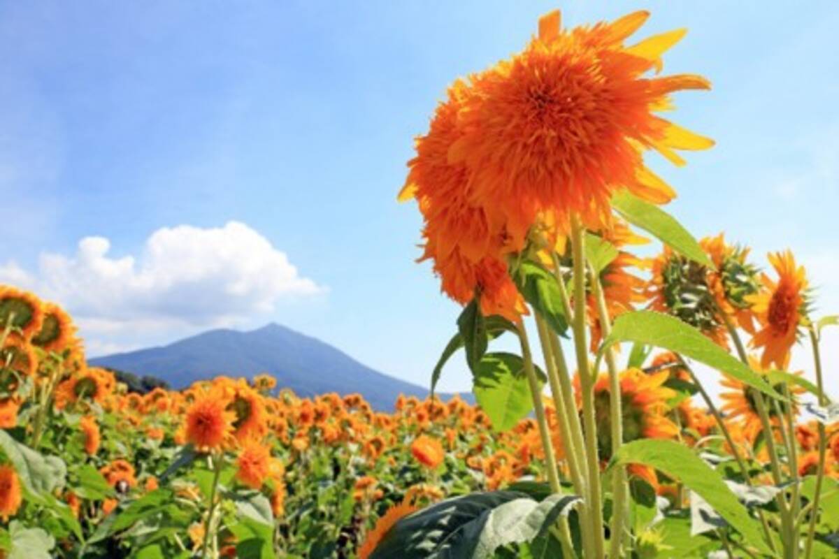 元気をもらえる カラフルな夏全開の花畑が美しすぎ おすすめ名所14選 17年6月9日 エキサイトニュース