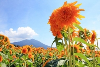 元気をもらえる！カラフルな夏全開の花畑が美しすぎ！おすすめ名所14選