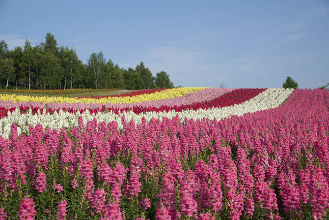 元気をもらえる カラフルな夏全開の花畑が美しすぎ おすすめ名所14選 17年6月9日 エキサイトニュース 元気をもらえる カラフルな夏全開の花畑が美しすぎ おすすめ名所14選 17年6月9日 エキサイトニュース