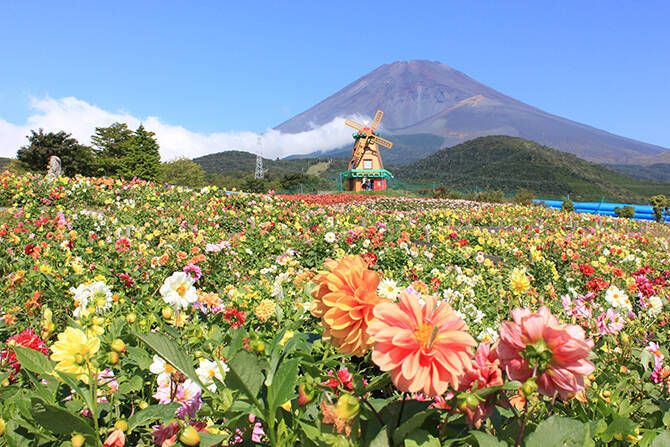 元気をもらえる カラフルな夏全開の花畑が美しすぎ おすすめ名所14選 17年6月9日 エキサイトニュース 7 10